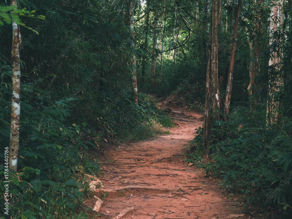 Fototapeta premium A peaceful hiking trail leading deep into a lush green rainforest during the rainy season. Mist rises between the trees, and wet soil glistens under soft light. Perfect for concepts of adventure