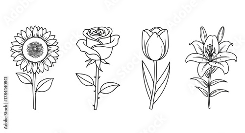 Delicate floral line art featuring a sunflower, rose, tulip, and lily, perfect for coloring books, botanical designs, and spring themed projects