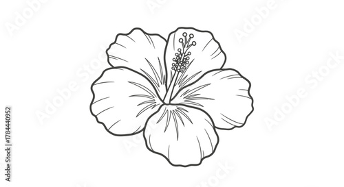 Detailed hibiscus flower outline offers a fresh botanical design element, perfect for elegant invitations, creative projects, and impactful brand visuals