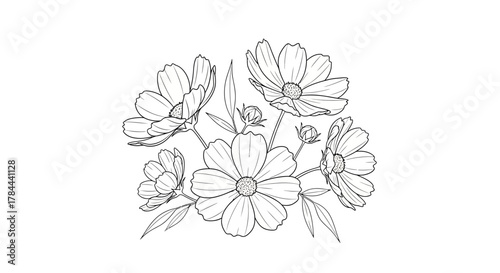 Delicate cosmos flowers in elegant outline style, perfect for sophisticated designs and creative projects, originally a scalable vector graphic