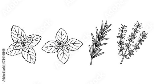 Outline drawing of fresh culinary herbs: basil, mint, rosemary, and thyme, perfect for adding a touch of garden freshness to your next project
