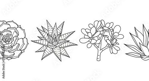 Delicate succulent outlines offer botanical beauty for coloring books, educational resources, and minimalist design projects, bringing nature indoors