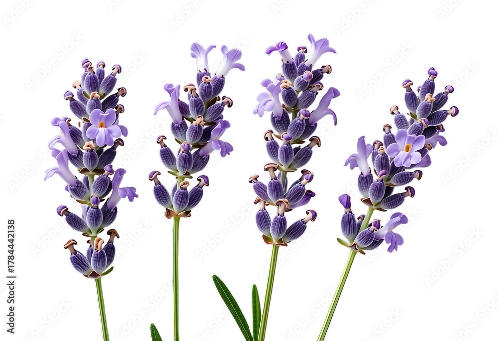 Obraz premium Four Lavender Flower Stems with Purple Blooms Isolated on Transparent Background