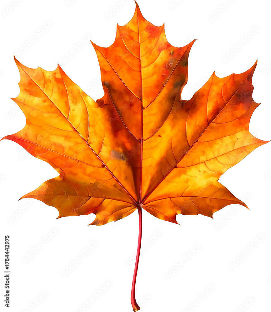 Obraz premium 선명한 주황빛의 가을 단풍잎 클로즈업