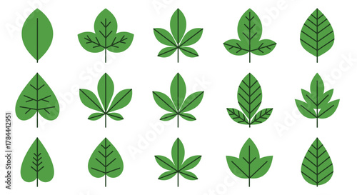 A collection of various green leaf shapes and designs, illustrating different botanical forms and patterns.