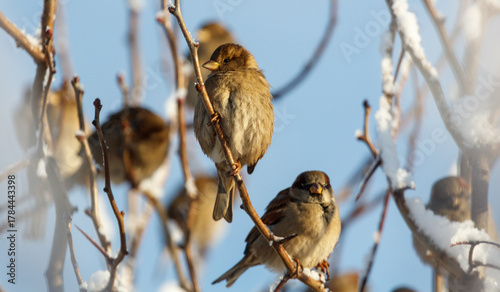 Canvas Print A group of birds are sitting on a branch