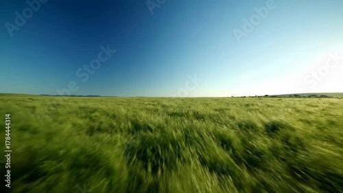 Green Wheat Field Under Bright Blue Sky in Wide Angle View Open Field with Sunlight in Daytime Agriculture Rural Scenery Crops Meadow