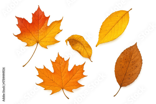 Autumn leaves falling, collection of colorful maple and deciduous foliage, transparent background for seasonal designs