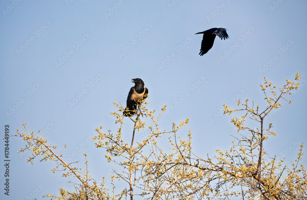 Naklejka premium Pied Crow ,Corvus albus, in a tree in the african bush, daytime, wide angle sky panorama