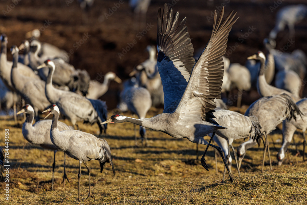 Obraz premium Kraniche (Grus grus)