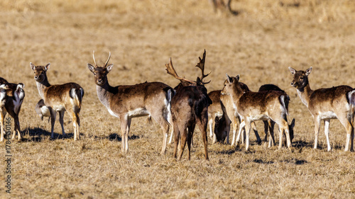 Fototapeta Naklejka Na Ścianę i Meble -  Damwild (Dama dama)