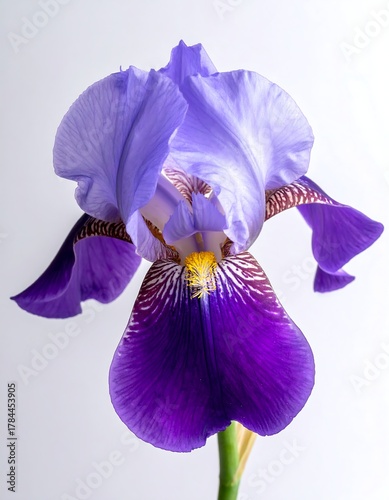 A single, close-up photograph showcasing a vibrant, fully bloomed flower with layers of purple and violet petals. The stamens are yellow