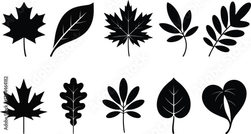 Collection of black silhouette autumn leaves on white background