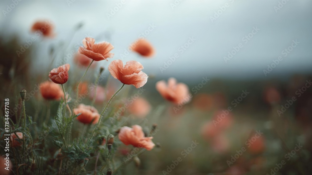 Fototapeta premium Close-up of a field of orange poppies. the flowers are in full bloom, with their petals spread wide and their vibrant orange color standing out against the blurred background.