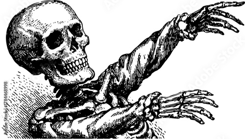 Skeleton art in vintage outline style. Detailed black and white vector illustration showcasing anatomy and historical themes.