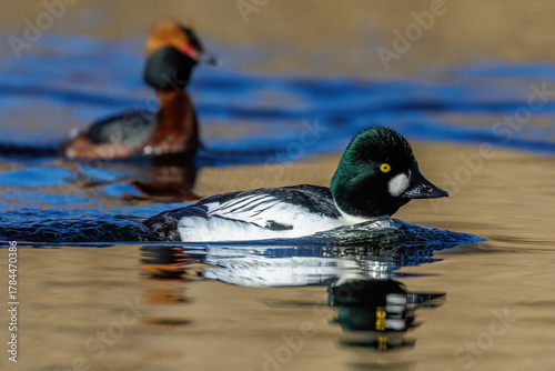 Schellente (Bucephala clangula) Männchen
