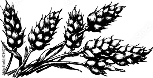 Detailed illustration of wheat plant in black and white. Botanical vector design featuring a set of elements, including stem and leaves.
