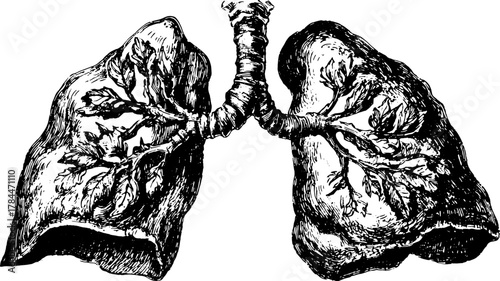 Vintage lung engraving with hand-drawn details. Black outline drawing depicting botanical elements, perfect as a vector illustration for educational contexts.