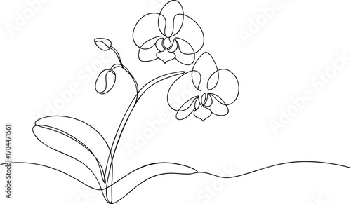 Single line drawing of orchid flowers and leaves botanical