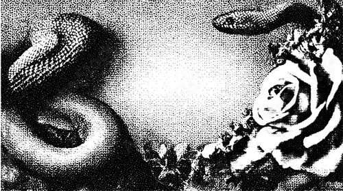 Snake and rose vector illustration in vintage style. Detailed black engraving with a classic decorative set design.