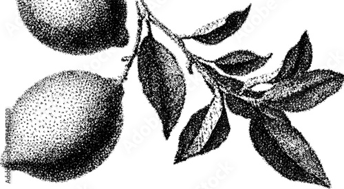 Lemon engraving with detailed leaves. Vintage black outline illustration in a classic vector style, showcasing botanical elements in a set.