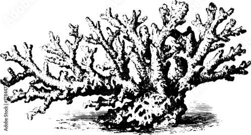 Coral engravings in an antique style. Detailed black line drawing, vintage vector illustration depicting a unique marine ecosystem set.