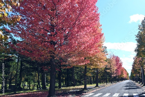 アメリカフウの紅葉