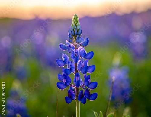 Fototapeta Naklejka Na Ścianę i Meble -  Close-up of a blooming bluebonnet flower in a field under a warm sunset sky
