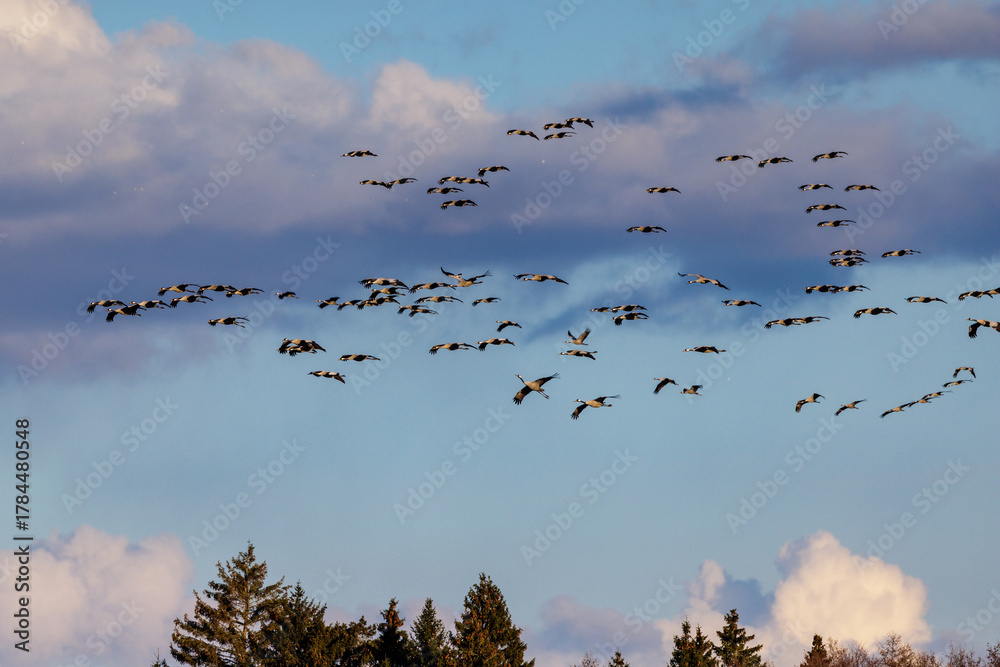 Obraz premium Kraniche (Grus grus)