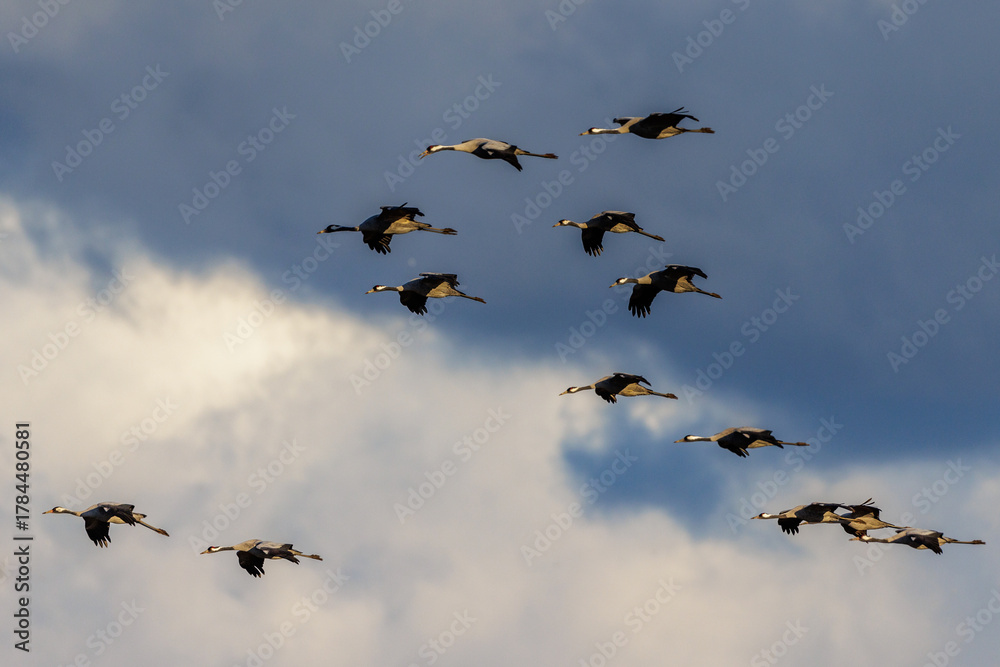 Naklejka premium Kraniche (Grus grus)