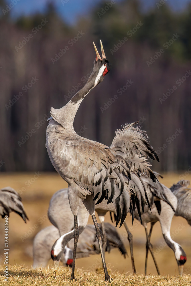 Naklejka premium Kraniche (Grus grus)