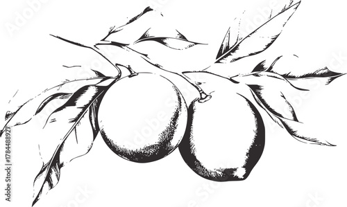 Citrus fruit branch leaves monochrome