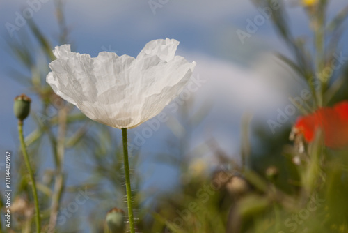 Fotografie a single white poppy growing in a field or meadow of red poppy flowers in Yorksh