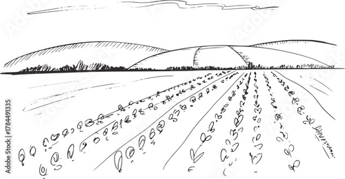 Rural landscape with cultivated fields and rolling hills