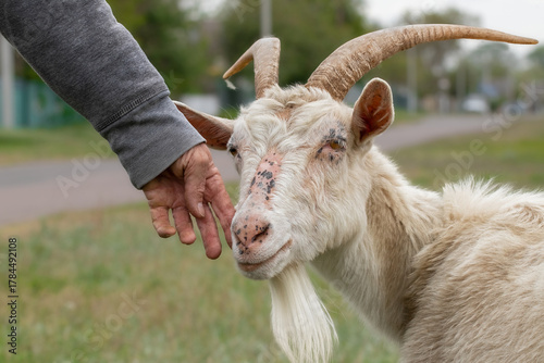 Fototapeta Naklejka Na Ścianę i Meble -  The owner leads his old goat to graze.The goat trustingly presses its head to the man's hand.