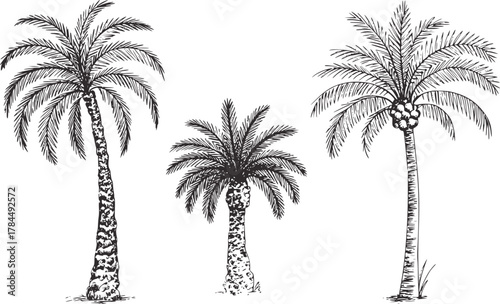 Three palm trees tropical nature