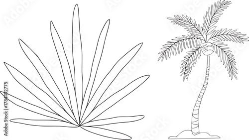 Tropical foliage and palm tree leaves