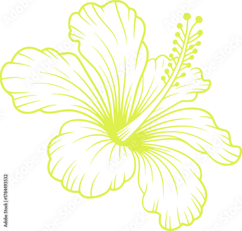 Yellow hibiscus flower line drawing outline tropical