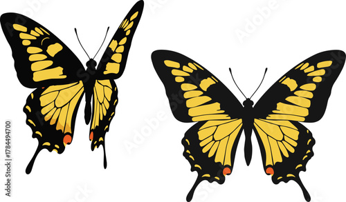 Beautiful yellow and black swallowtail butterflies with open wings, isolated on white background, symbolizing elegance, transformation, freedom, and tropical insect wildlife illustration