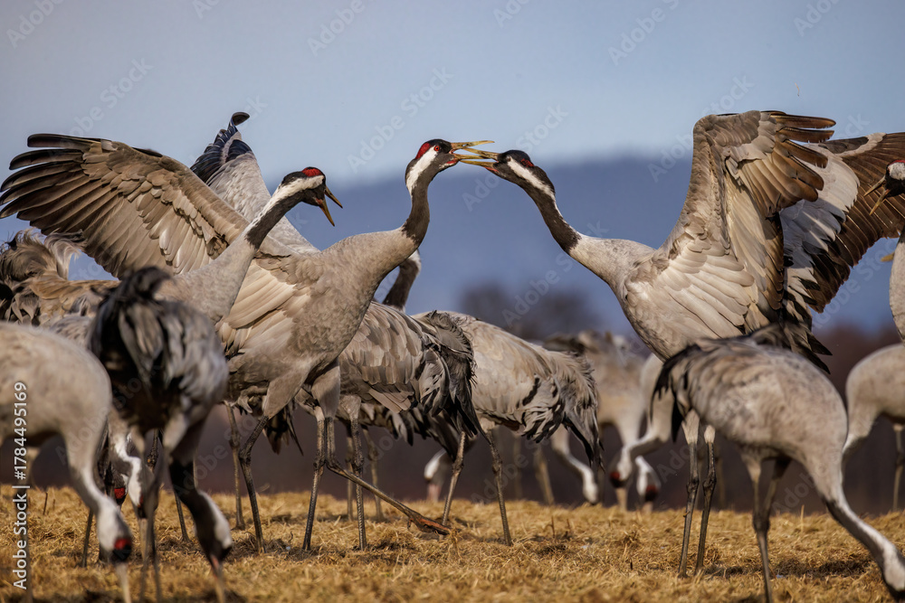 Naklejka premium Kraniche (Grus grus)