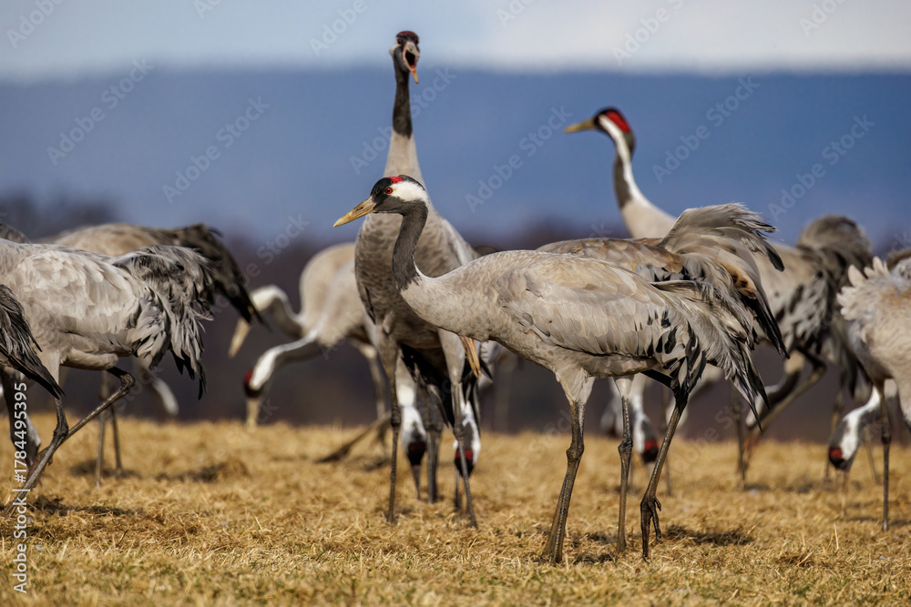 Obraz premium Kraniche (Grus grus)