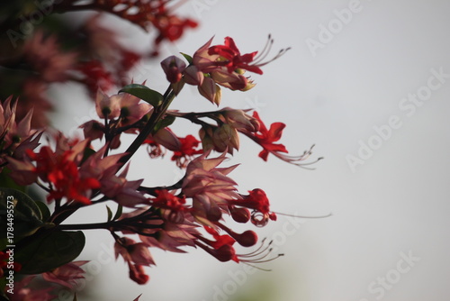 The betel leaf plant ( Red Clerodendrum thomsoniae) is a type of climbing ornamental plant belonging to the Lamiaceae family (formerly included in Verbenaceae) originating from tropical West Africa.