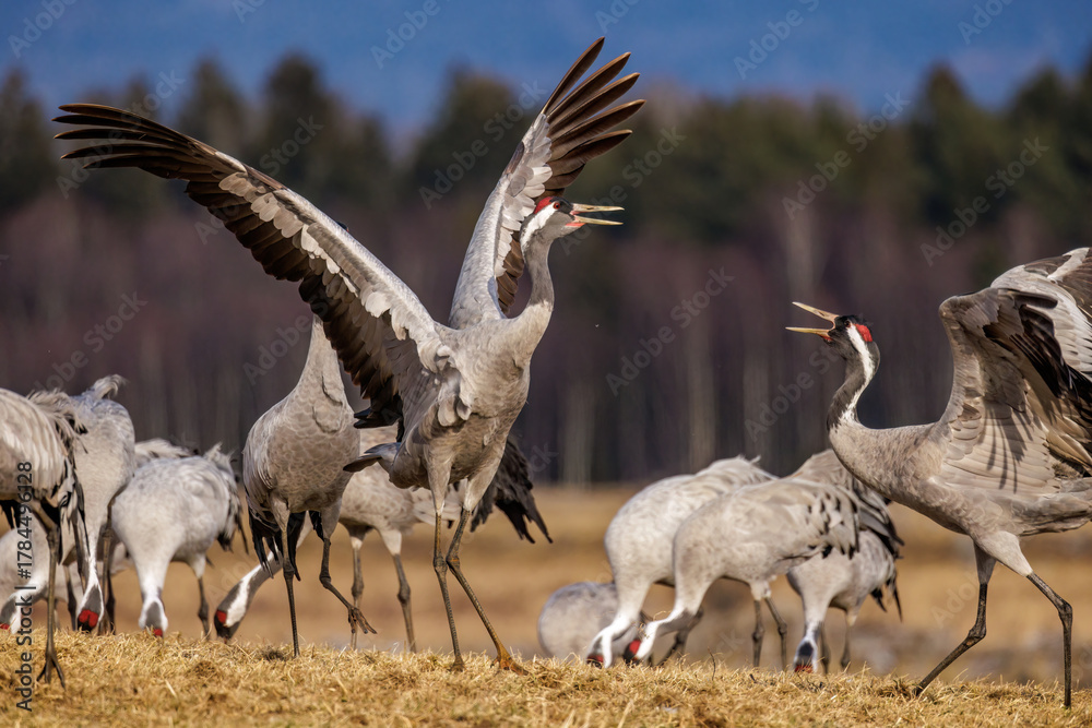 Obraz premium Kraniche (Grus grus)