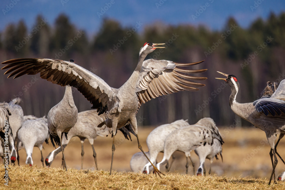 Obraz premium Kraniche (Grus grus)