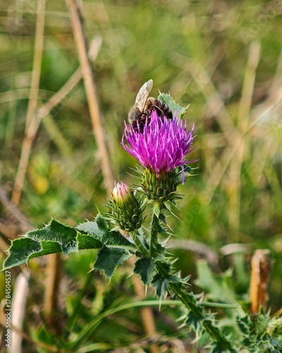 Closeup of Slenderflower Thistle Carduus tenuiflorus Spiny Wildflower, Blooming Thistle Plant in Nature