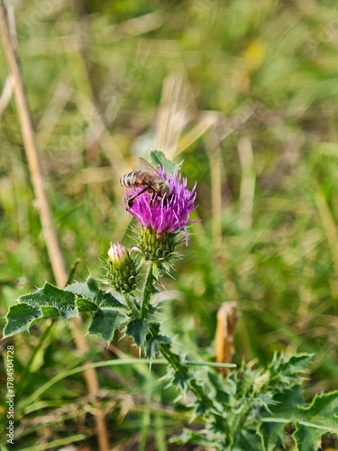 Closeup of Slenderflower Thistle Carduus tenuiflorus Spiny Wildflower, Blooming Thistle Plant in Nature