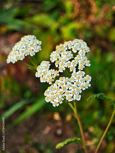 Macro of Common Yarrow Achillea millefolium white Flower. Closeup of Wildflower in Romania