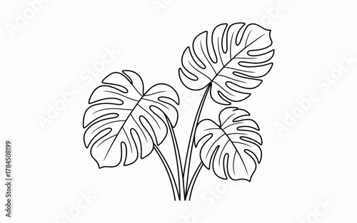 Line art illustration of three monstera deliciosa leaves tropical