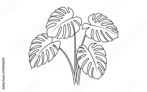 Monstera deliciosa plant line art, tropical leaf illustration