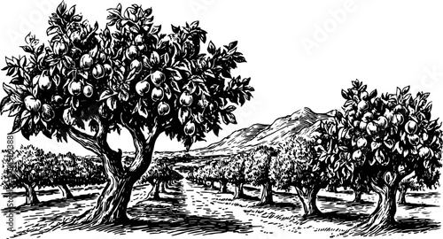 Orchard trees with fruit in a landscape. Vintage black and white sketch in engraving style, rural set vector illustration.